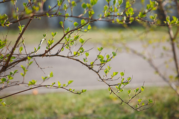The new leaves and flowers in the spring