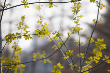 The new leaves and flowers in the spring