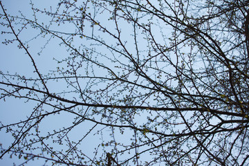 The new leaves and flowers in the spring