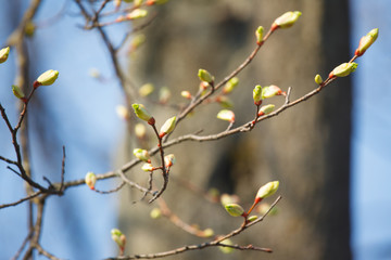 The new leaves and flowers in the spring
