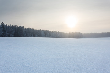 winter landscape with the forest and the sun