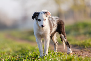 Fototapeta premium mixed-breed puppy stands on a field path