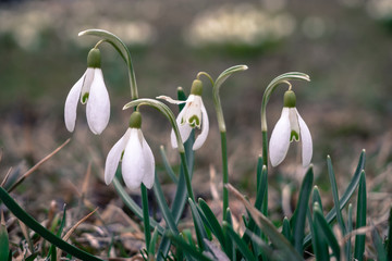  snowdrops on meadow in spring