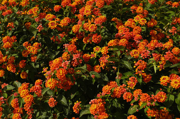 orange vibrant flowers Mallorca, Spain