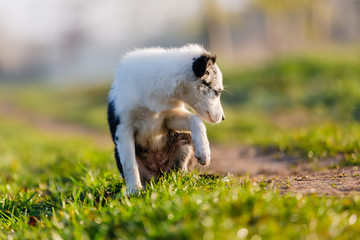 Naklejka na ściany i meble mixed-breed puppy sits on a field path