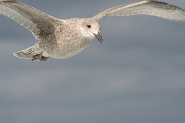 Gabbiano in volo