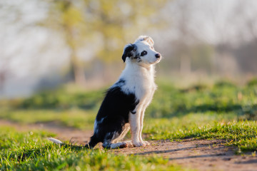 mixed-breed puppy sitting on a field path