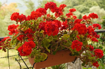 red bushes of geraniums outdoors in pots in Spain in Mallorca