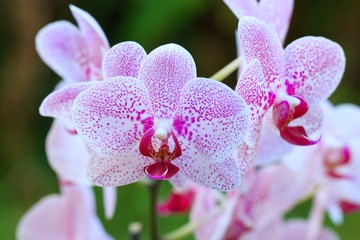 Moth orchid (Phalaenopsis) on green background