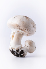 Button mushrooms growing with soil, presented on white background