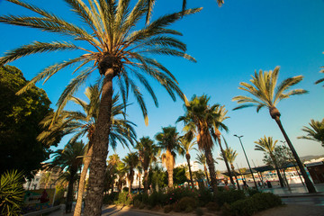 Fototapeta na wymiar palm trees on beach at sunset-San Antoni-Ibiza