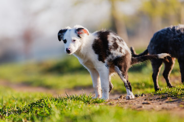 mixed-breed puppy poops on a field path