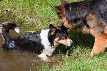 German shepherd dog and Welsh Corgi Cardigan dog play in the pond