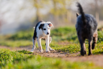 Naklejka na ściany i meble mixed-breed puppy poops on a field path