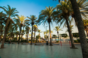 Fototapeta na wymiar palm trees on the beach-ibiza