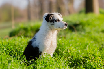 Obraz premium cute mixed-breed puppy sitting in the grass