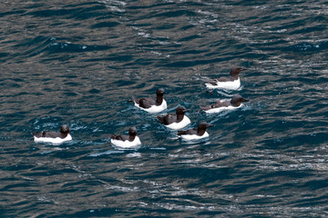 Seven Brunnich's guillemots (Uria lomvia) swimming on the ocean surface in Svalbard.