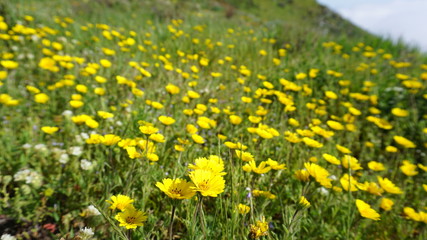 yellow flowers