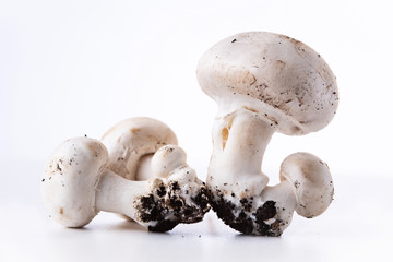Button mushrooms growing with soil, presented on white background