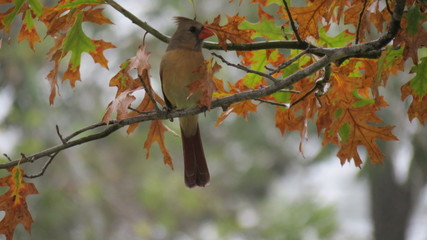 female cardinal autumn