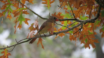 female cardinal on branch