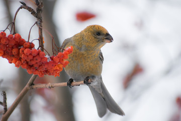 Pine grosbeak (Pinicola enucleator) male bird feeding on Sorbus berries
