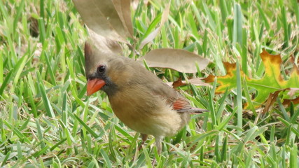 female cardinal candid