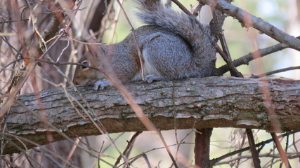 squirrel on tree