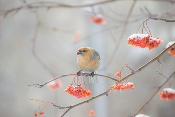 Pine grosbeak (Pinicola enucleator) male bird feeding on Sorbus berries
