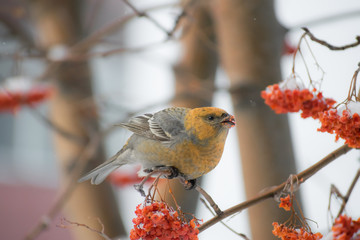 Pine grosbeak (Pinicola enucleator) male bird feeding on Sorbus berries