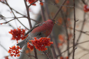 Pine grosbeak (Pinicola enucleator) male bird feeding on Sorbus berries