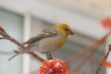 Pine grosbeak (Pinicola enucleator) male bird feeding on Sorbus berries