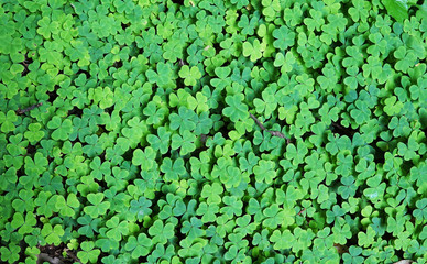 green cloverleaf texture