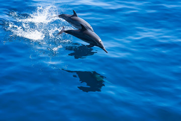 Dolphins swimming in the the blue sea near Similan Islands National Park, Phang Nga Province, Thailand, Asia.