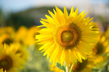 Sunflower on natural background. Sunflower blooming in garden