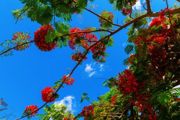 Royal Poinciana tree with red flowers on Oahu, Hawaii