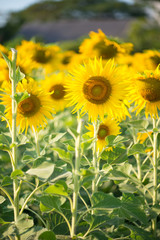 Sunflower and bumble bee on natural background. Sunflower blooming in garden