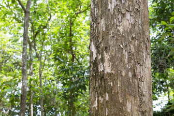 Teak tree in the forest with blurred background
