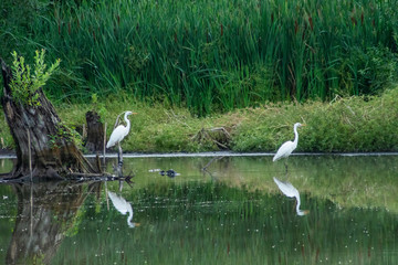 Naklejka na ściany i meble white herons on lake