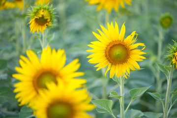 Obraz premium Sunflower on natural background. Sunflower blooming in garden