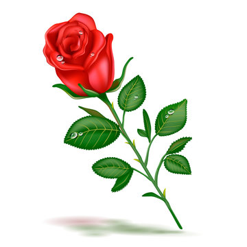 Single beautiful red rose realistic vector illustration isolated on white background. Realistic image of open red rose, symbol of love, decoration element.
