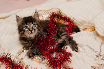 kitten  cat with christmas decorations