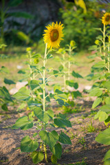 Sunflower on natural background. Sunflower blooming in garden