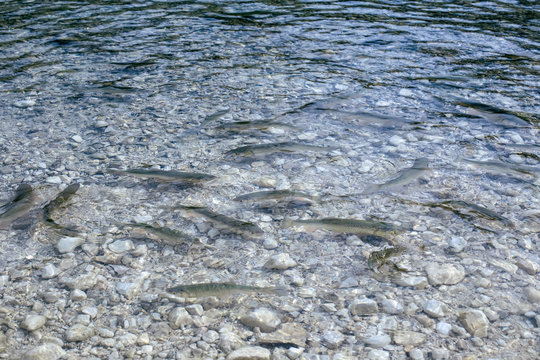 Close up of fishes squalius group at Bohinj Lake in Slovenia