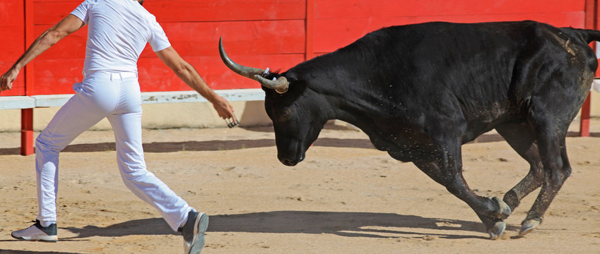 Taureau noir de Camargue dans les ar&egrave;nes lors de la feria pour la course camarguaise avec un razeteur.	