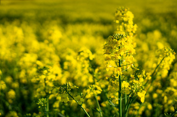 close up flowering rapeseed canola or colza in latin Brassica Napus, plant for green energy and oil industry, rape seed