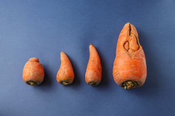 Ugly carrots – food waste concept on trendy blue background. Funny monster vegetable, top view
