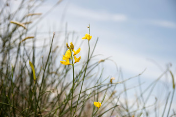 Flor en el cielo