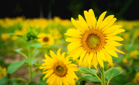 sunflowers in the field with sunflower background Flowering and leaves are turned towards the direction of the sun in agriculture and Nature concept with copy space.