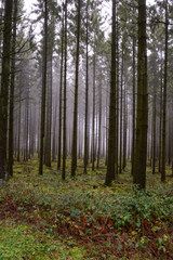 winter forest in fog